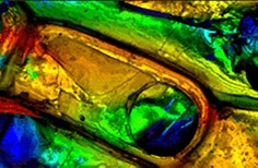 Confocal image of filter paper